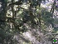 thn_NZ leden-unor 2006 279.jpg